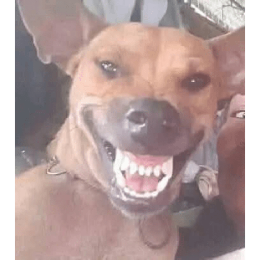 Momos Nova  19