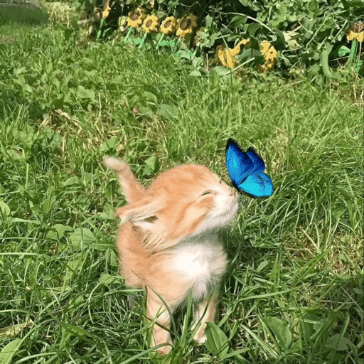 Animais 17