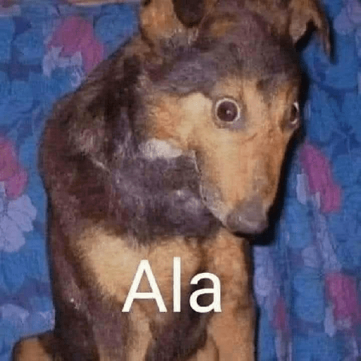 Momos Nova  13