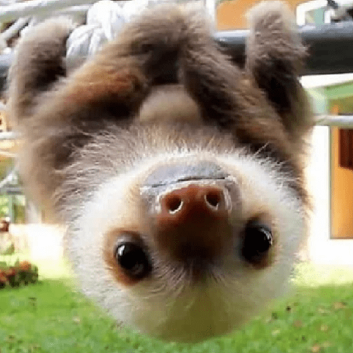 Animais 6