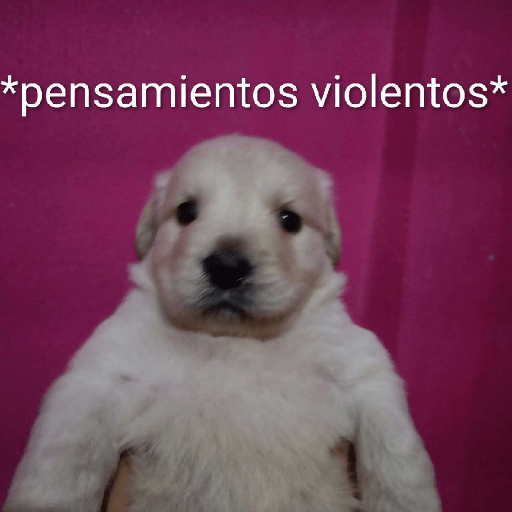 Momos Nova  21