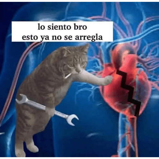 Momos Nova  4
