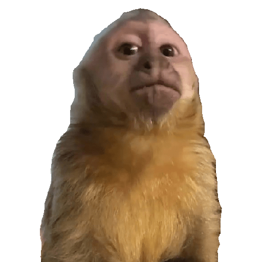 Macaquinhos falantes 24