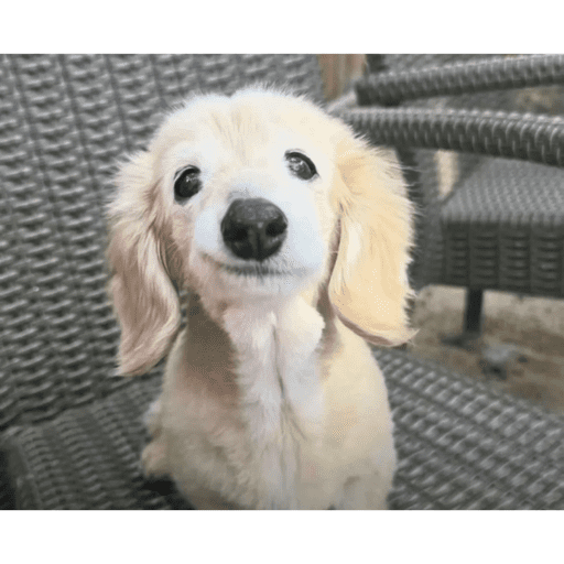 Animais 24