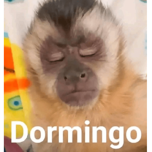 Macaquinhos falantes 12