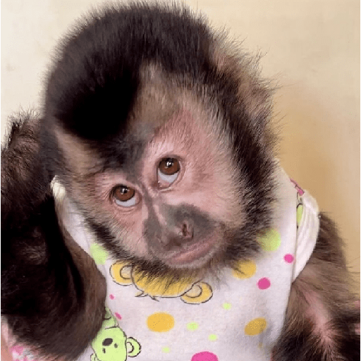 Macaquinhos falantes 23