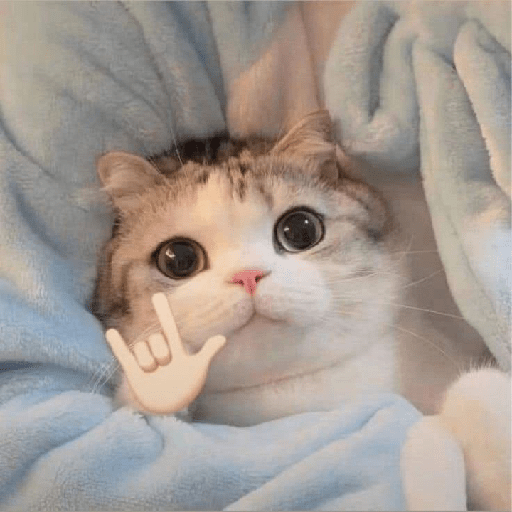 Kucing  4