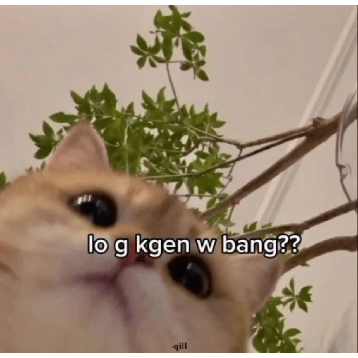 Kucing  2
