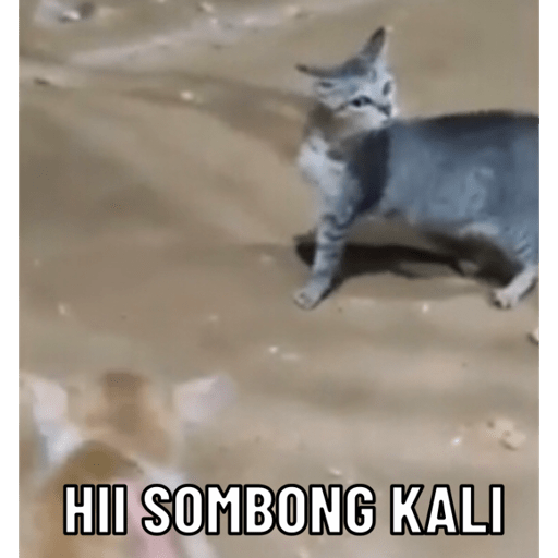 Kucing 1 1