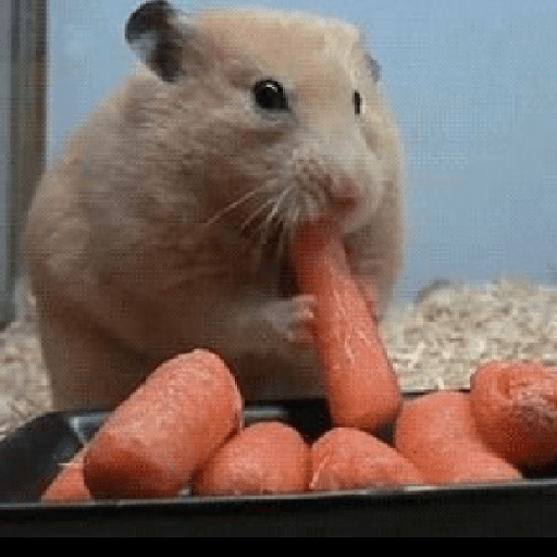 Animais 9