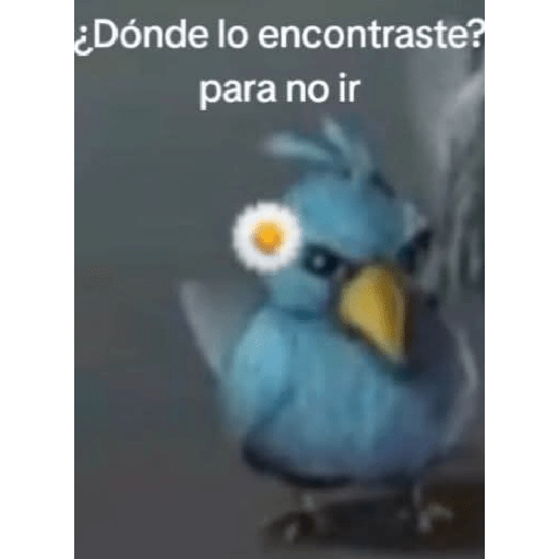 Momos Nova  2