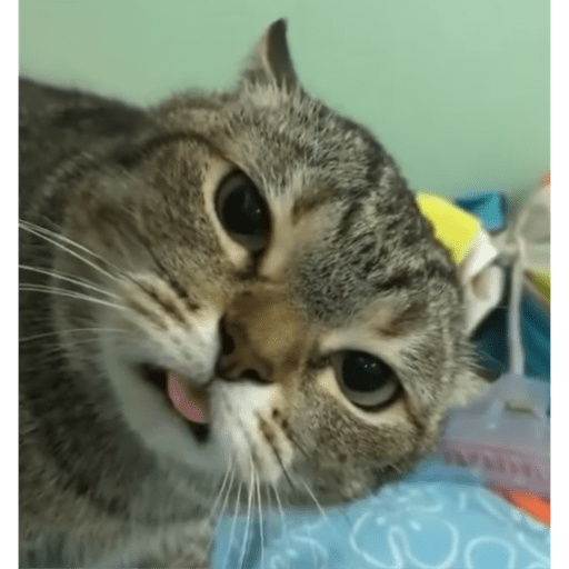 Kucing 1 3