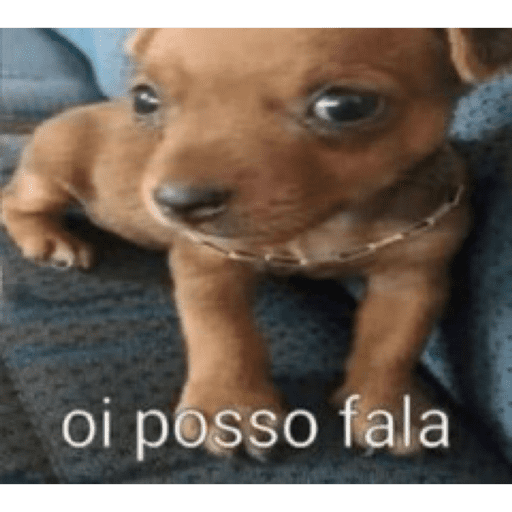 Animais 11