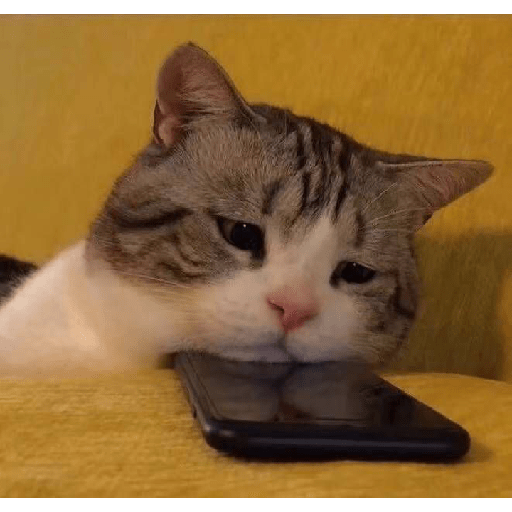 Kucing  3