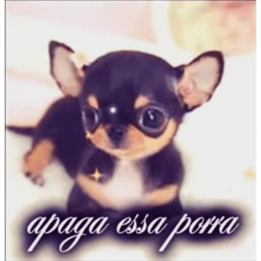 Animais 15