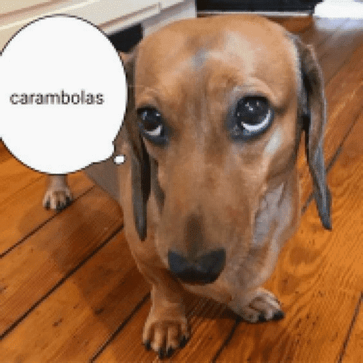 Animais 19