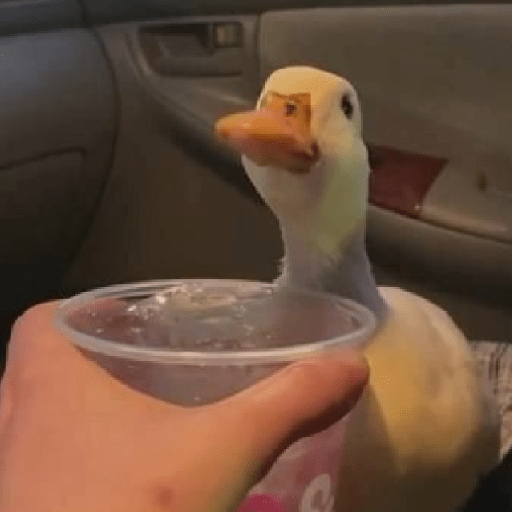 Animais 4