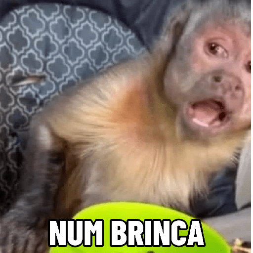 Macaquinhos falantes 18