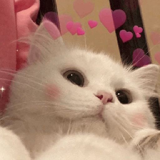 Kucing  10