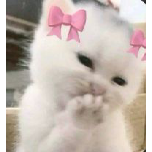 😺👍 michis michis  21