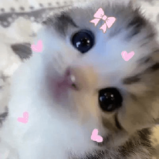 Kucing  7