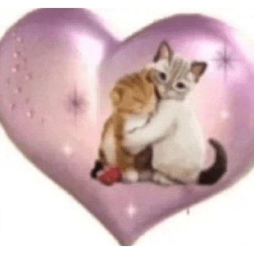 Kitty 6