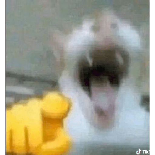 😺👍 michis michis  5