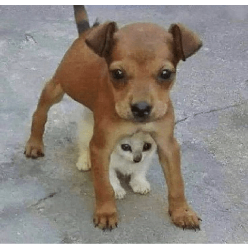 Eres un naco y estúpido 5