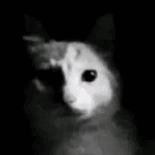 Gatinhos. | @ocenferios  Haki. 3