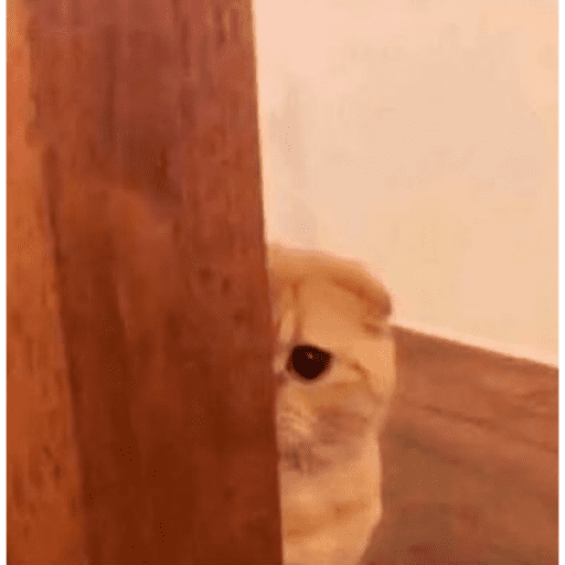 Tiktok 14