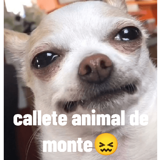 Animales ramdom 4
