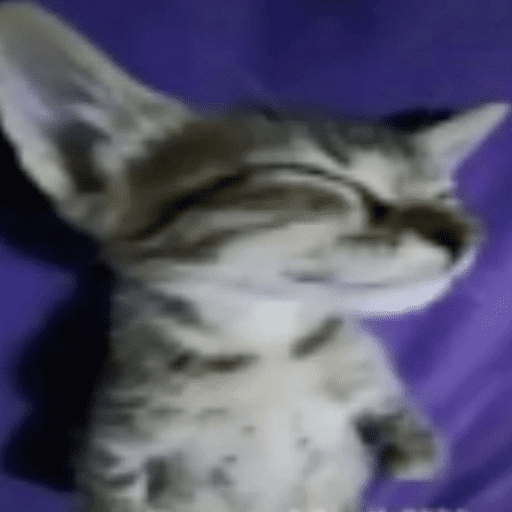 Gatinhos. | @ocenferios  Haki. 1