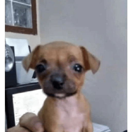 Eres un naco y estúpido 3