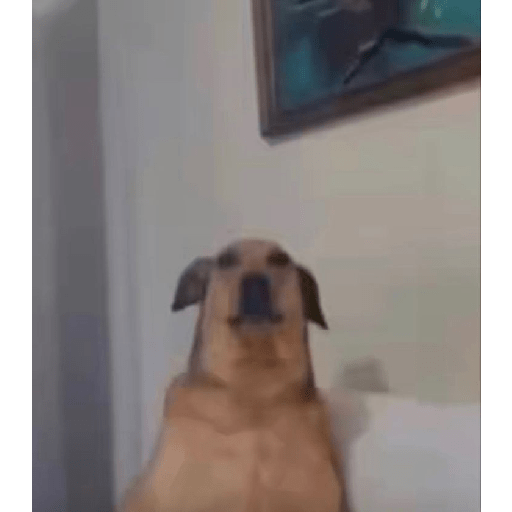 Eres un naco y estúpido 9