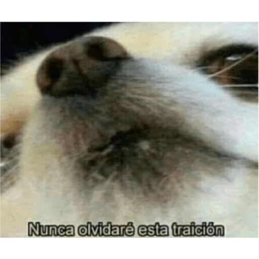 Shitpostxd 18