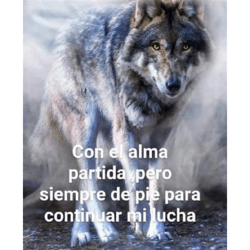 Sé un lobo 26