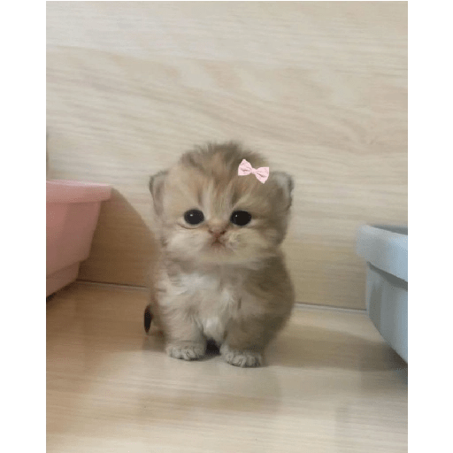 Gatitos uwu 4