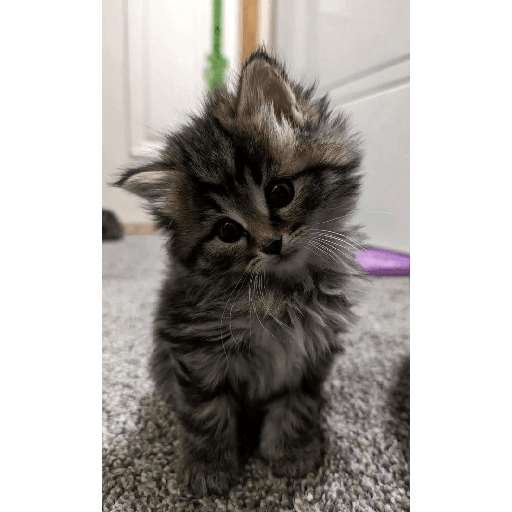 Gatitos uwu 3