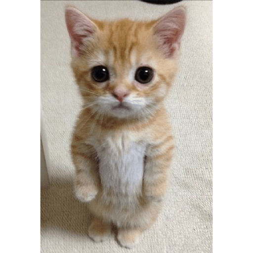Gatitos uwu 2