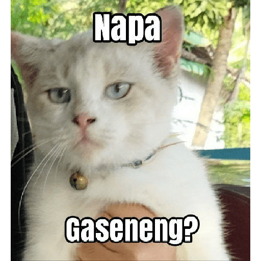 Stiker Kucing 6