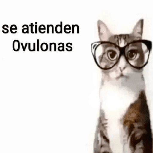 Nuevo momos 28
