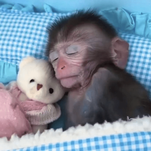 Monky lovers de <3 9