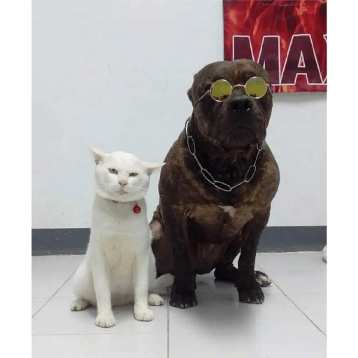 Funny cat faces 2 13