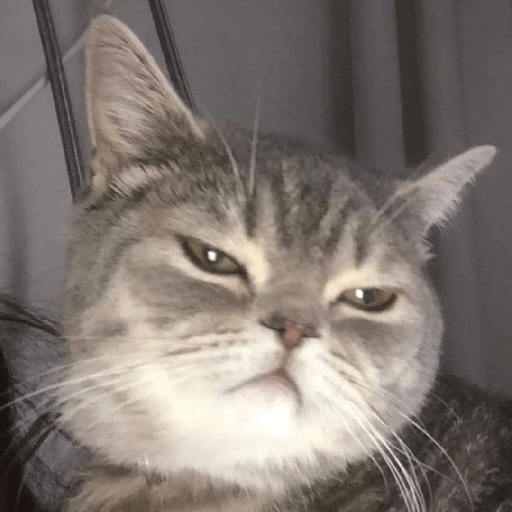 Funny cat faces 2 7
