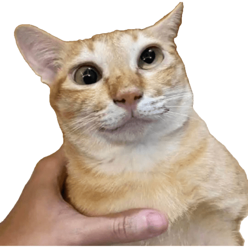 Miauu 15