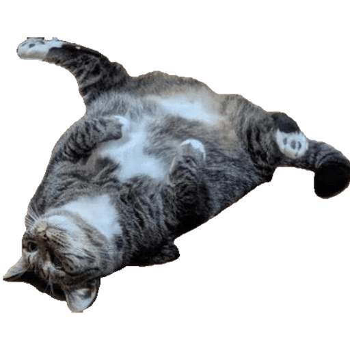 Miauu 13
