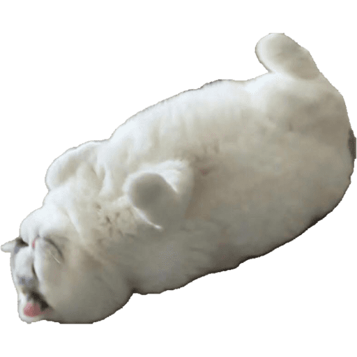 Miauu 3