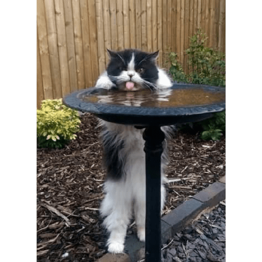 Funny cat faces 2 21