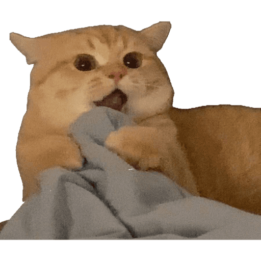 Miauu 1