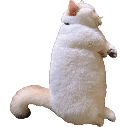 Miauu 5